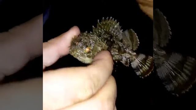 Ерш морской на воблер в Сочи смотреть онлайн