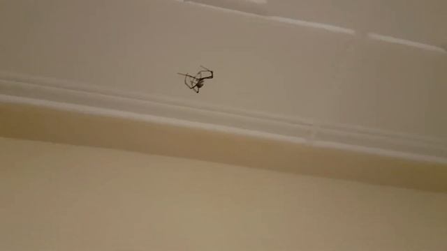 Nephila inaurata (Kenia) seilt sich ab смотреть онлайн