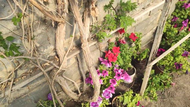 Обзор петунии и кустарников.