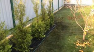 Посадка туи Брабант Brabant