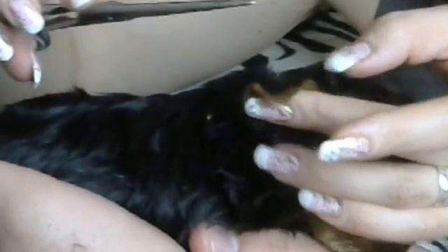 стрижка ушей щенка йорка смотреть онлайн