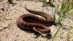 Ядовитые змеи Приморского края / Venomous snakes of Primorye