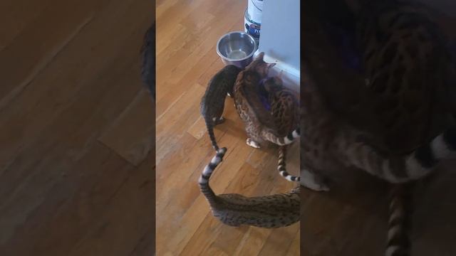 Savannah and Bengal cats lunch time смотреть онлайн