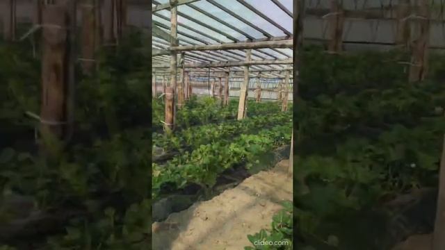 Шмели в работе!!! заселили в теплицу) повышаем качество опыления)