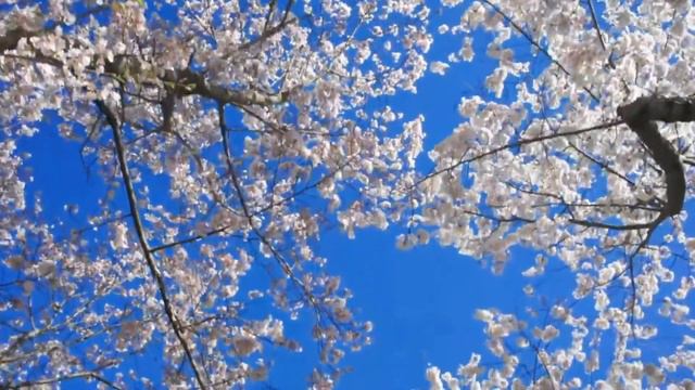 Поздравление от преподавателей с 8 марта ДШИ№1 г.Астрахани смотреть онлайн