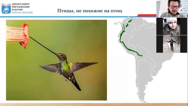 Проект ЭКОзабота от 24 марта 2021 г. Птицы, не похожие на птиц смотреть онлайн