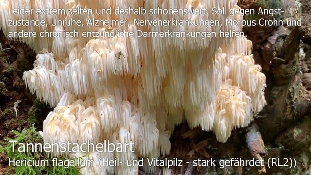 Unsere Top 4 | Heil- und Vitalpilze | Birkenporling, Stachelbart, Samtfußrübling, Speisemorchel смотреть онлайн