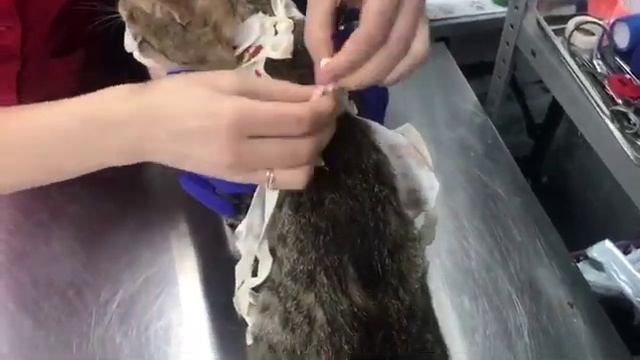 Как правильно одеть попону кошке смотреть онлайн