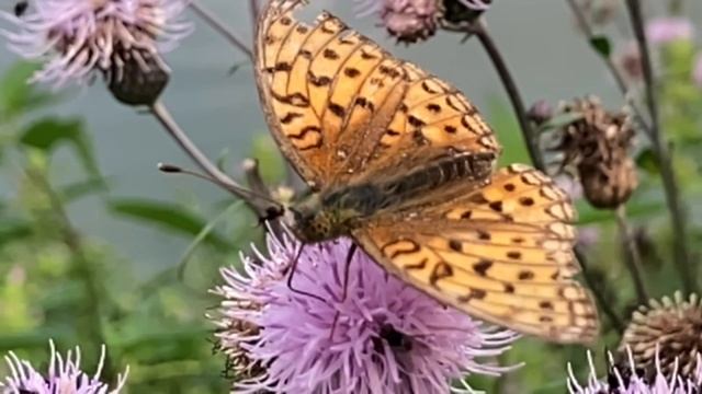 Зачем бабочкам хоботы?