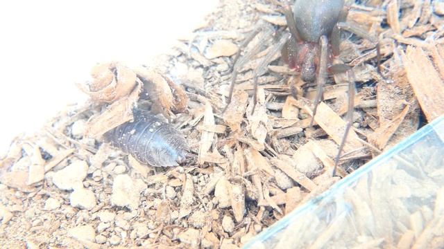 Vidéo d'araignée violoniste (Loxosceles laeta) #araignée смотреть онлайн