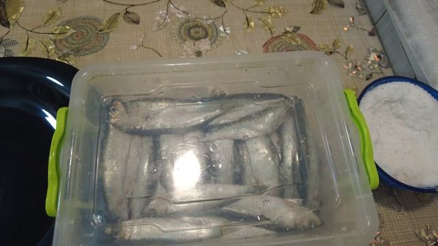 ПЕРЕБОЇ С ПОСТАЧАННЯМ ПРОДУКТІВ? Солимо тюльку сухим посолом. ТІЛЬКИ РИБА І СІЛЬ! смотреть онлайн