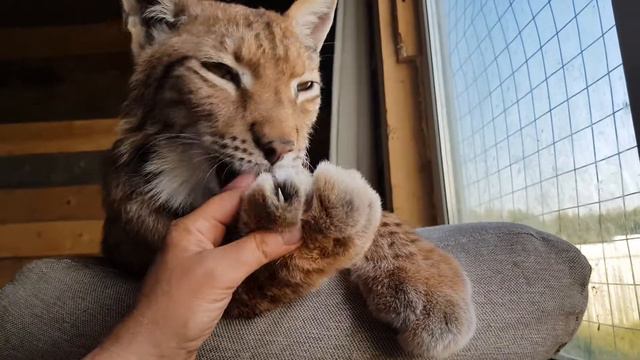 Рысь отдыхает смотреть онлайн