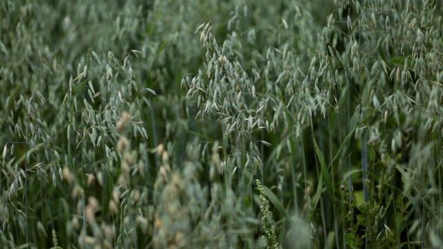 Для чего нам целое поле зеленого овса? Дом в деревне и природная косметика. смотреть онлайн