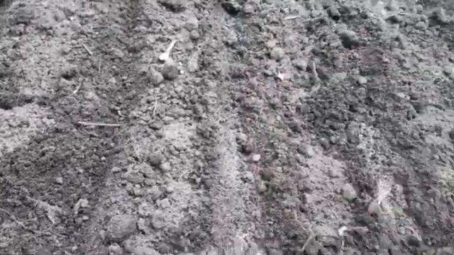 Простой способ борьбы с луковой мухой.Как победить луковую муху.Супер средство от луковой мухи!!!!! смотреть онлайн