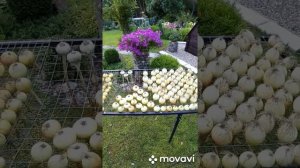 Сушилка для лука.?Удобное приспособление для  быстрого и качественного результа?
