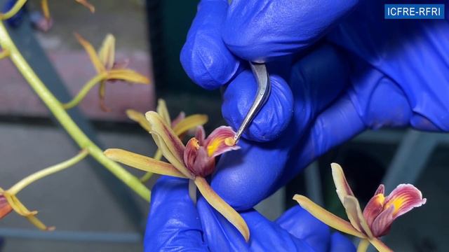 Artificial Pollination In Cymbidium Aloifolium