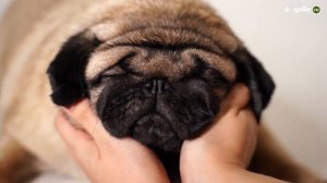 ТОП 5 Спокойных пород собак