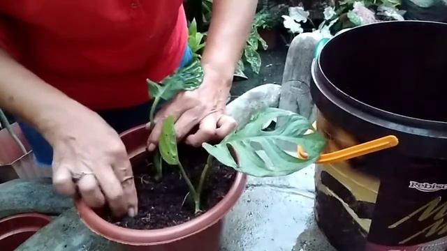 How to propagate adonsonii and pothos update смотреть онлайн