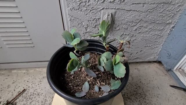 Kalanchoe Bonsai, Succulent смотреть онлайн
