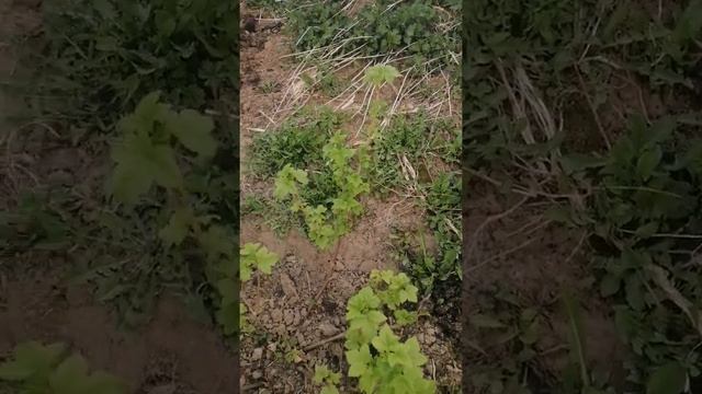 Размножение черной смородины смотреть онлайн