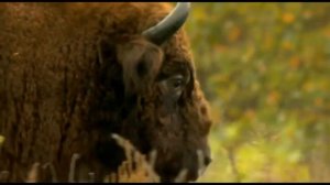 Беловежская пуща...Антон Макарский..