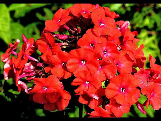 Флокс Юник Оранж смотреть онлайн