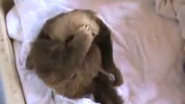 Очаровательная пара ленивцев смотреть онлайн