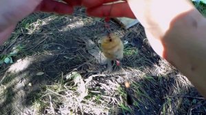 Ловля огромных карасей на пружину (убийца карася)