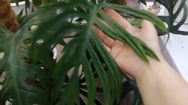 Филодендроны Майо/Элеганс/Тортум.