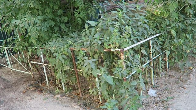 #Ташкент#Если жизнь за МКАДом?#Уртааул#Мясокомбинат#Узбекистан#Tashkent#Uzbekistan смотреть онлайн