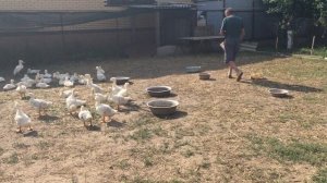 БРОЙЛЕРНАЯ УТКА ST-5 / 1 месяц