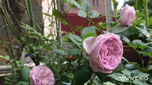 Blue storm rose - 11/2020