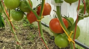 Томат Примадонна. Уверенный хорошист!