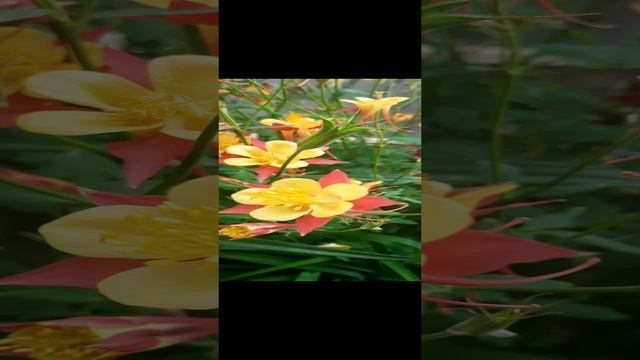 20230528_182547.mp4 смотреть онлайн