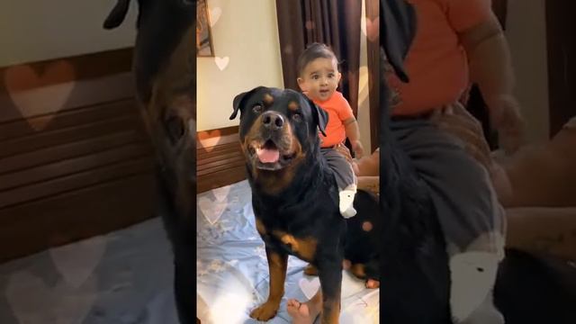 Tag your BFF ❤️ tiger is my BFF #dogsandbabies #dogsotiktok #babiesoftiktok #gharbaithoindia... смотреть онлайн