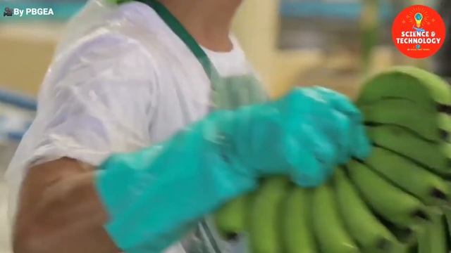 MODERN TECHNOLOGY BANANA FARM IN THE PHILIPPINES -AMAZING BANANA HARVESTING-GREAT BANANA PLANTATION смотреть онлайн
