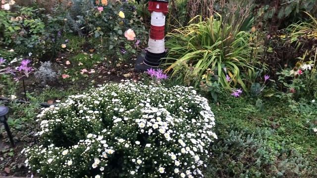 Aster Novi-belgii: White Ladies