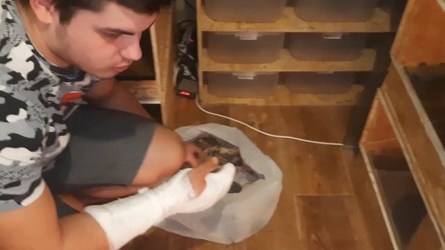 Питон сломал руку ( 18+) смотреть онлайн