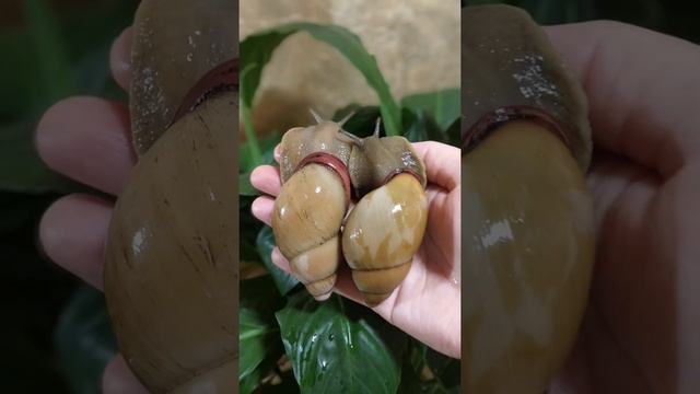 улиточки, улитята. хорошего настроения! смотреть онлайн