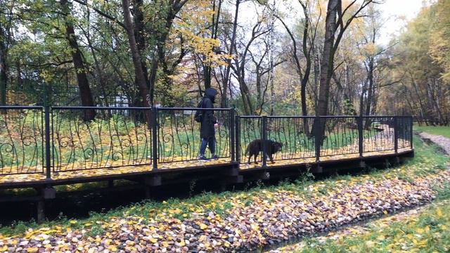 Парк Покровское-Стрешнево Москва осень 2019🍀💥🍀 смотреть онлайн