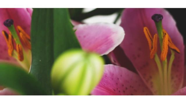 Gift Wrapped Pink Lily Plant смотреть онлайн