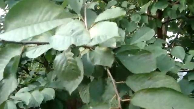 Лучший осенний сорт яблони смотреть онлайн