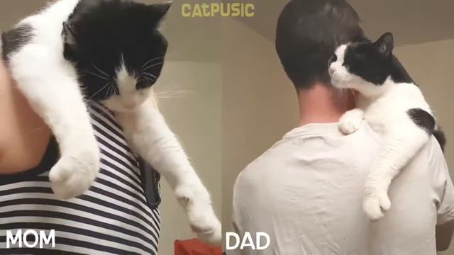 Как котик проявляет любовь к женщине и мужчине смотреть онлайн