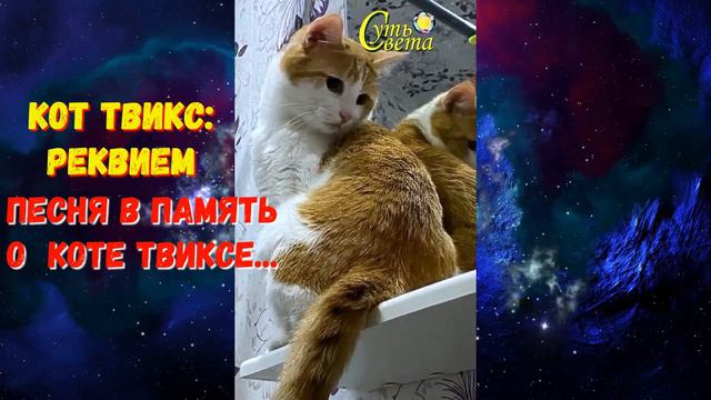 Кот Твикс реквием песня Суть Света смотреть онлайн