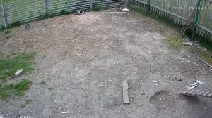 Нападение ястреба-тетеревятника на курицу