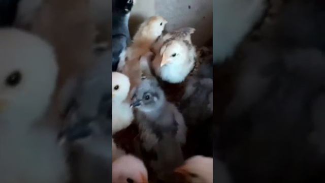 цыплята, перепела, хаски. весна 2021 смотреть онлайн