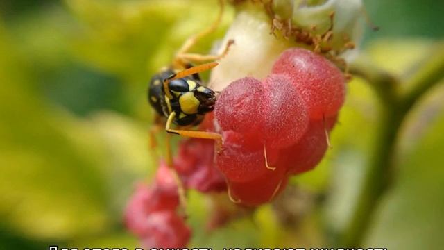 Осы едят клубнику — что делать смотреть онлайн