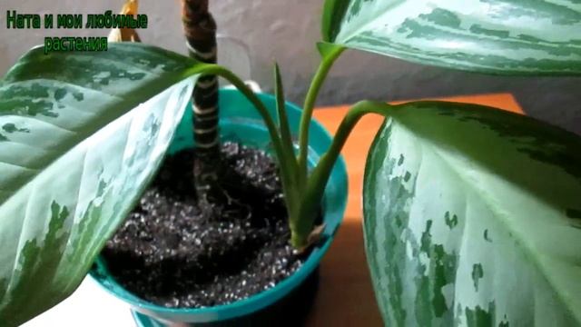 Один из лучших крупномеров для выращивания в комнатных условиях смотреть онлайн