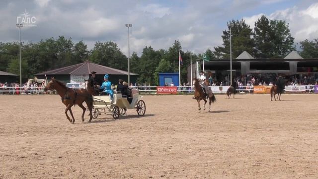 Соколиная охота: лошади ДОНСКАЯ и БУДЕННОВСКАЯ #ИППОсфера 2021 смотреть онлайн