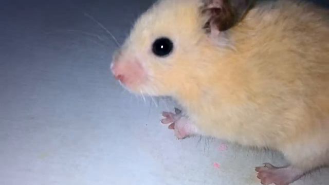 Хомяк сломал камеру!!!!!! ㄟ(≧◇≦)ㄏ